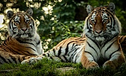 Amur Tigers (Panthera tigris altaica)