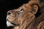 African Lion Side Profile