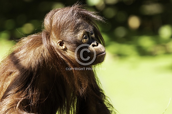 Bornean Orangutan Youngster Looking Up