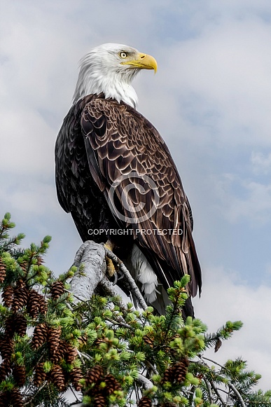Bald Eagle--Treetop Bald Eagle