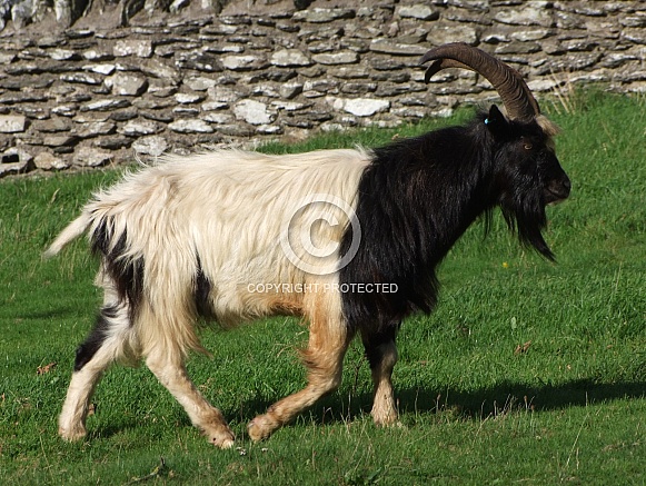 Black & White Feral Goat