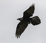 Common Raven Flying in Alaska