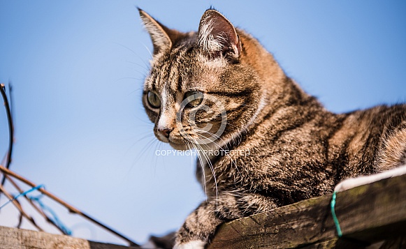 Tabby Cat Birdwatching