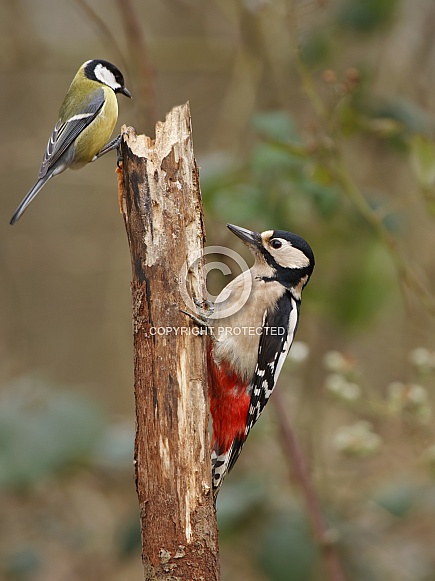 A great spotted woodpecker and great tit