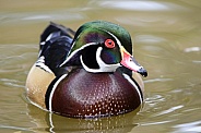 Colorful male wood duck swimming across a pond