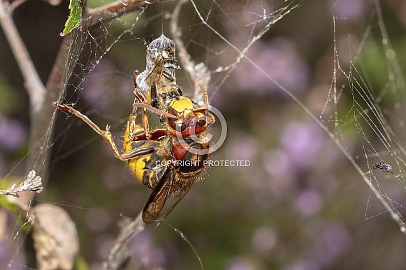 Close up of hornet with prey in spider web