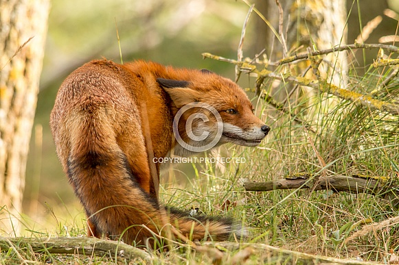 Fox during a fight