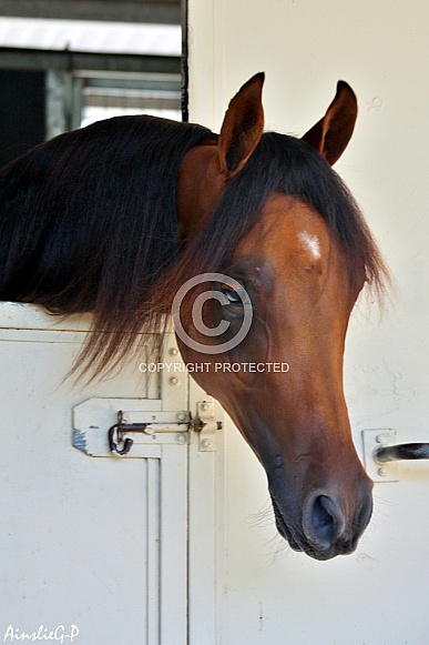 Young Arabian Horse Over Stable Door