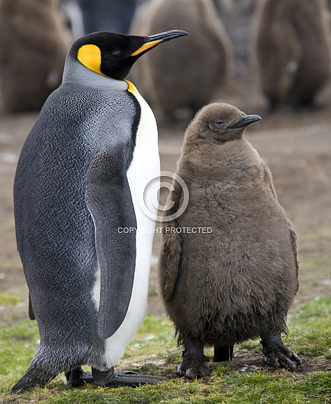 King Penguin and chick - Falkland Islands