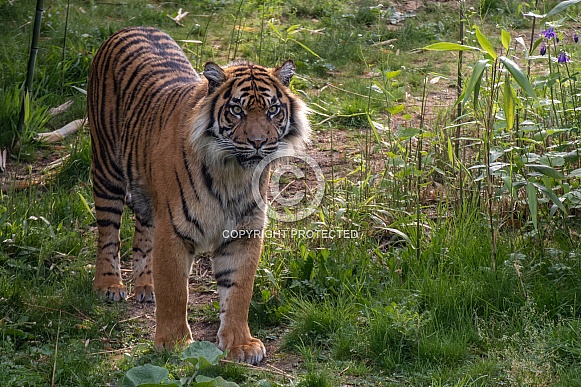 Sumatran Tigress(Panthera Tigris Sumatrea)
