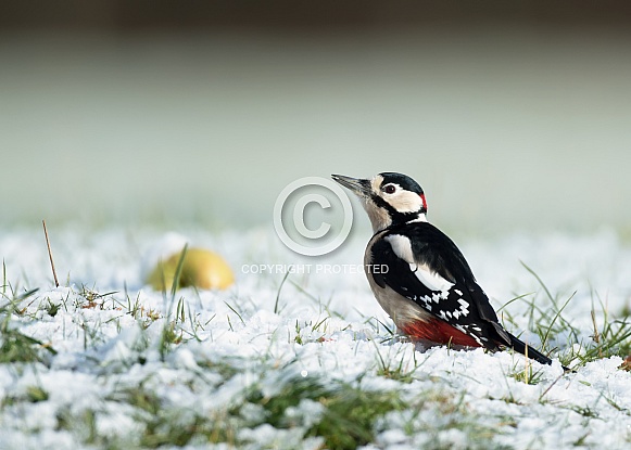 Great Spotted Woodpecker in Snow