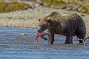 Grizzly Bear caught a fish