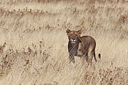 Lioness - Etosha National Park - Namibia