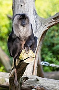 lion-tailed macaque