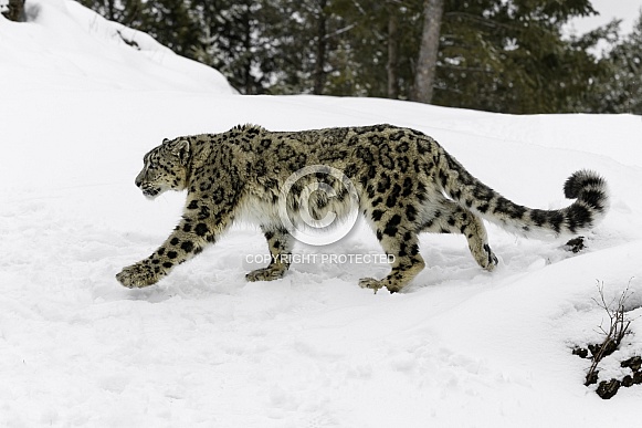 Snow Leopard-Strolling Snow Leopard