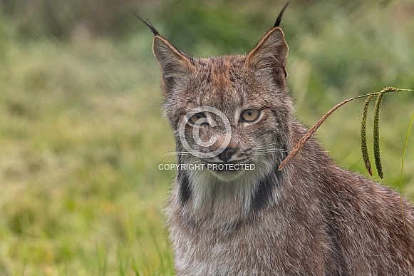Canada Lynx Close Up