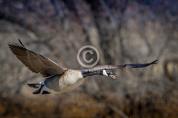 Canada Goose in flight over pond