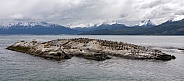 Colony of Cormorants - Beagle Channel - Argentina