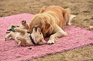 Golden retriever puppy with Mother
