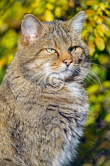 Portrait of a wildcat