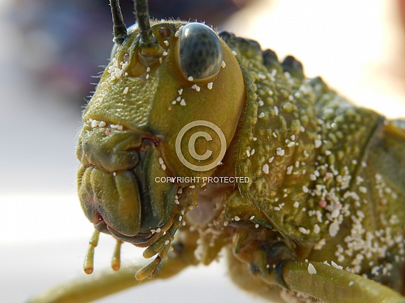 Grasshopper covered in sand