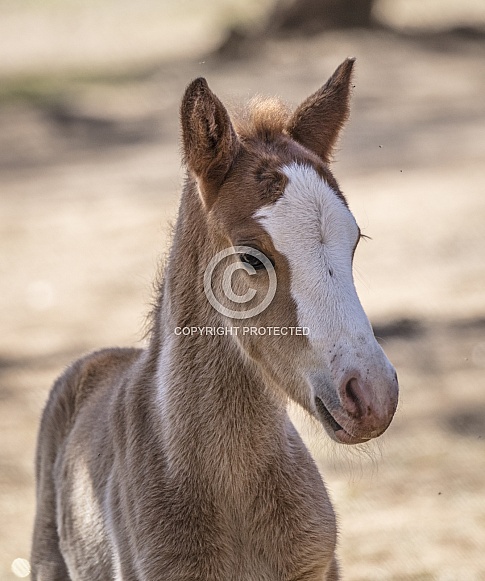 Up close shot of a wild horse baby