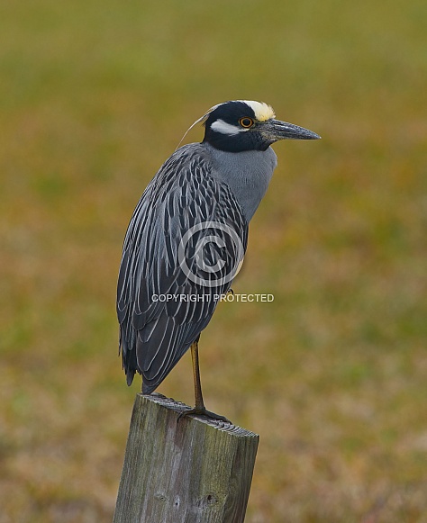 Yellow-crowned Night Heron (Nyctanassa violacea) perched on pylon