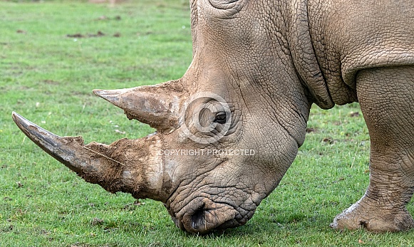 White Rhino Close Up Side Profile