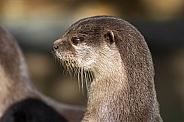 Asian small-clawed Otters