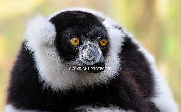 Black and White Ruffed Lemur