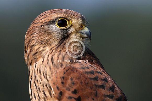 Falcon (Falco)