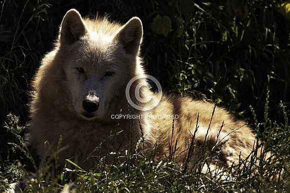 Arctic Wolf Lying Down