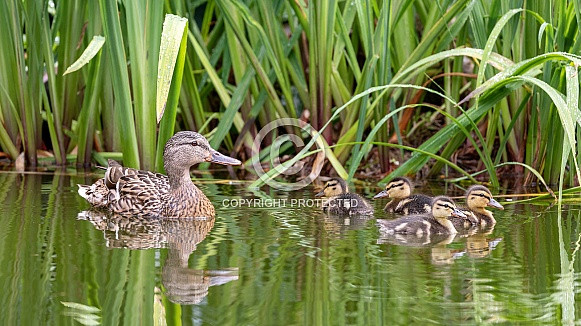 Mother duck with ducklings (Anas platyrhynchos)