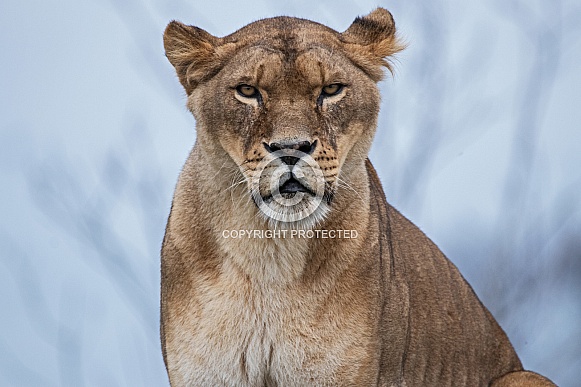 African Lioness Close Up