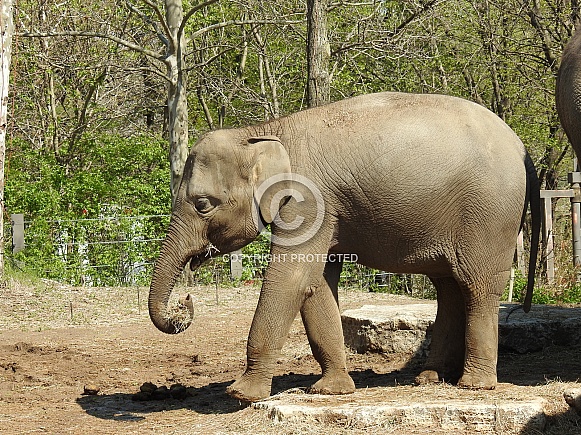 Juvenile Asian Elephant