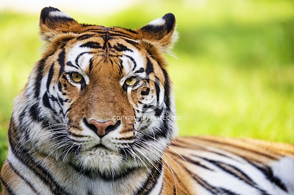 Portrait of a tigerr