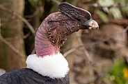 Andean Condor Side Profile