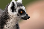 Ring Tailed Lemur Side Profile