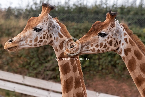 Two Kordofan Giraffes Together Side Profile