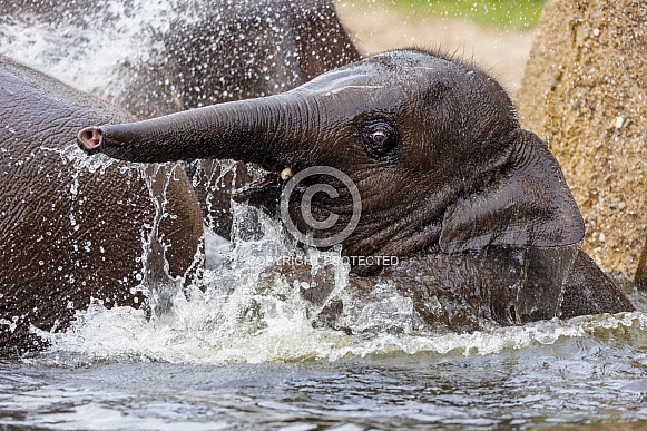 The Indian elephant (Elephas maximus indicus)