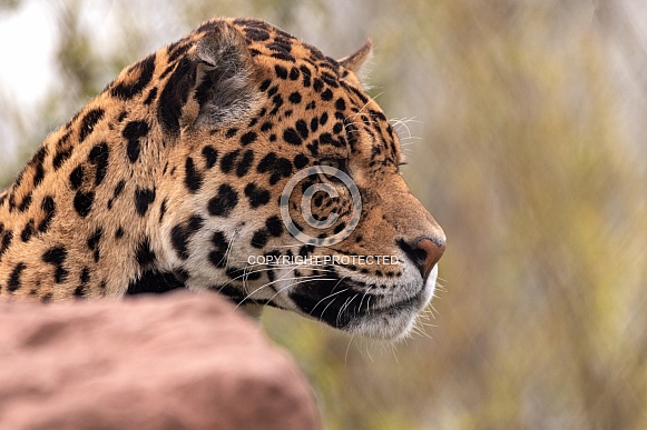 Jaguar Face Shot Side Profile
