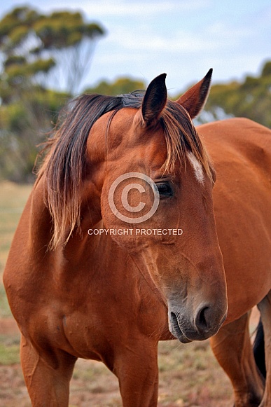 Gentle Bay Horse Portrait