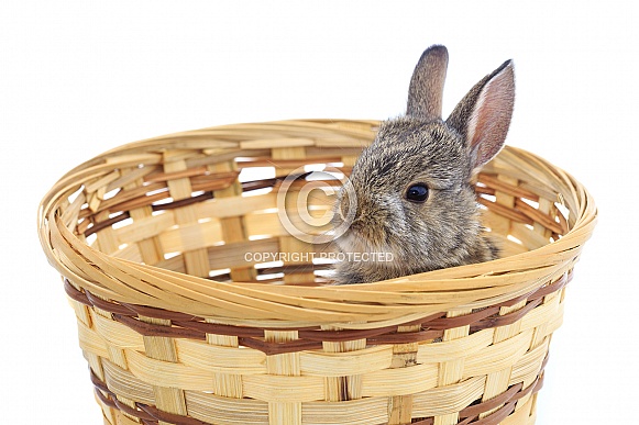 Cottontail Rabbit in Basket