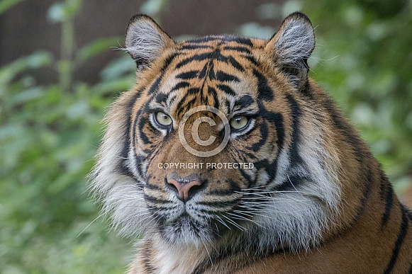 Sumatran Tigress (Panthera Tigriss Sumatrae)
