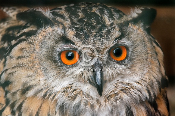 European Eagle Owl Face Shot