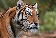Amur Tiger Close up