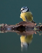 Reflected Blue Tit