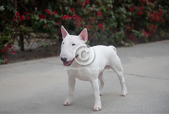 White Miniature Bull Terrier posing for portrait