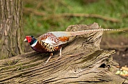 Male Common Pheasant on Log