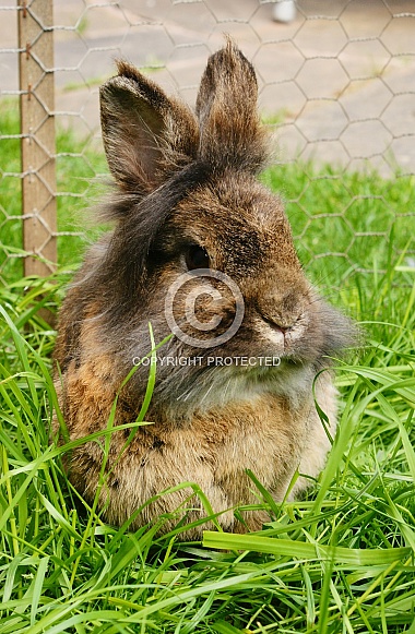Pet Rabbit in Garden